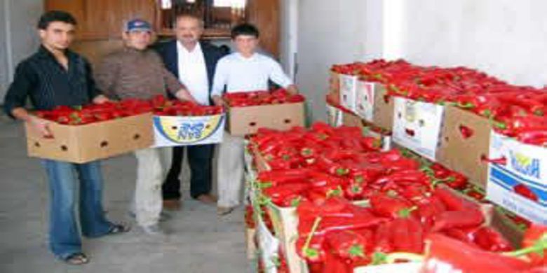 54 Bin Ton Salçalık Biber 54 Bin Ton Salçalık Biber