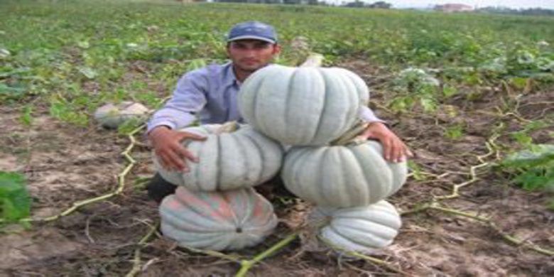 Bu kabaklar 30 kilo Bu kabaklar 30 kilo