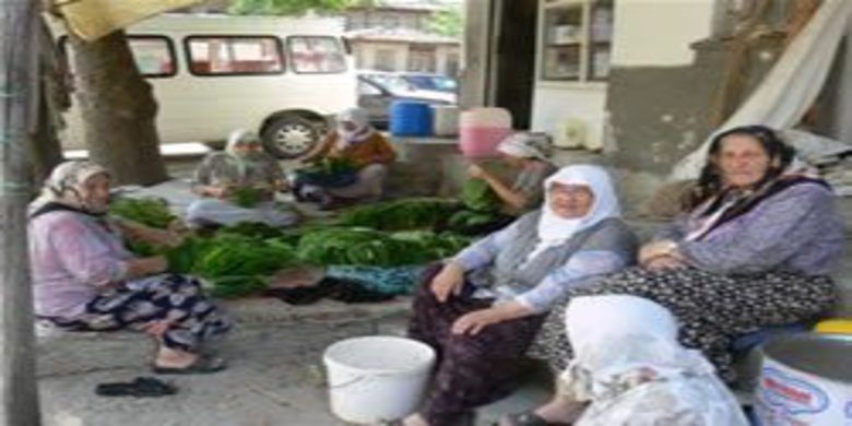 TÜTÜN ÜRETİMİ BİTME... TÜTÜN ÜRETİMİ BİTME...