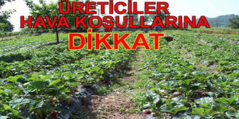Üreticiler Don Olayına Dikkat
