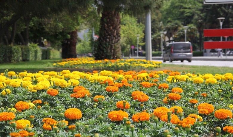 Samsun çiçek açtı
Samsun çiçek açtı