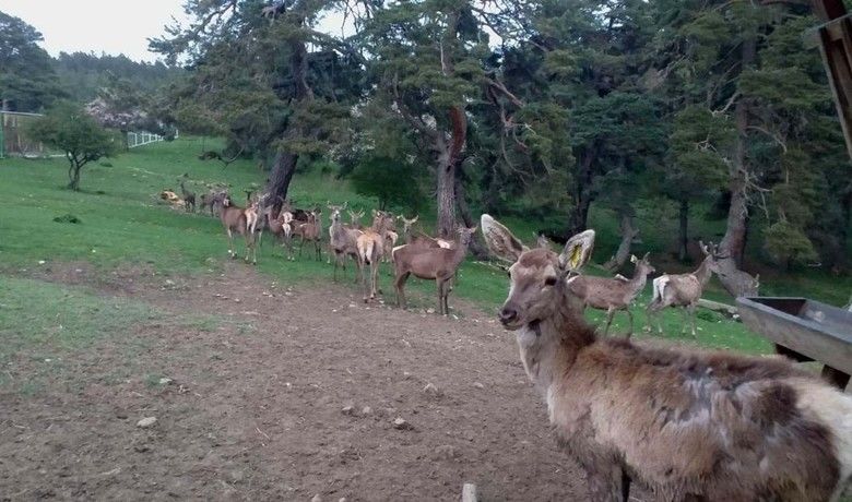 Bir çift geyik 75 geyik oldu
Bir çift geyik 75 geyik oldu
