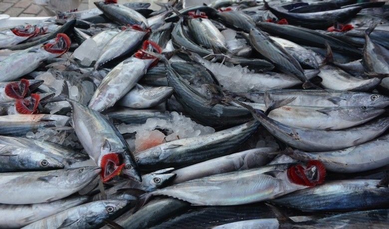 Palamut ucuzladı
Palamut ucuzladı