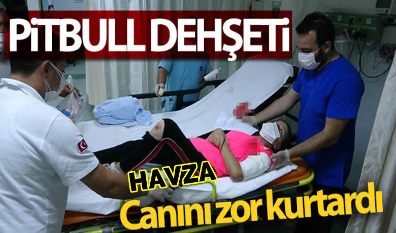 Samsun’da pitbull dehşeti Samsun’da pitbull dehşeti