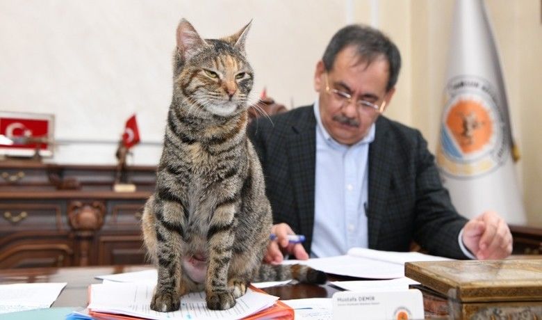 Makamda bir kedi: ’Mayıs’
Makamda bir kedi: ’Mayıs’