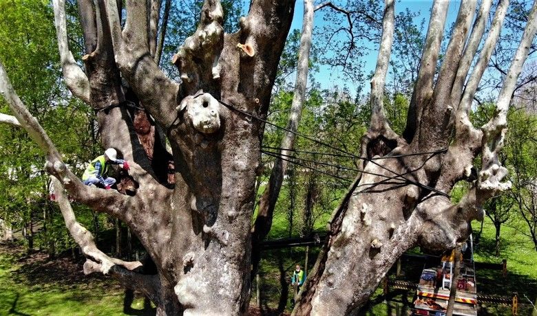 1200 yıllık dev çınara bakım
1200 yıllık dev çınara bakım
