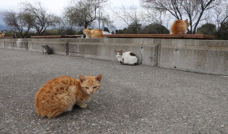 Bu sahilde her yer kedi
Bu sahilde her yer kedi