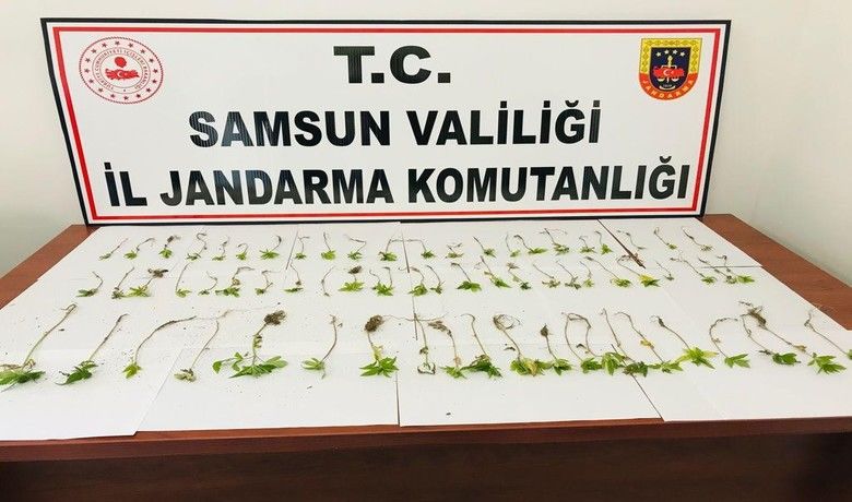 Jandarmadan kenevir baskını
Jandarmadan kenevir baskını