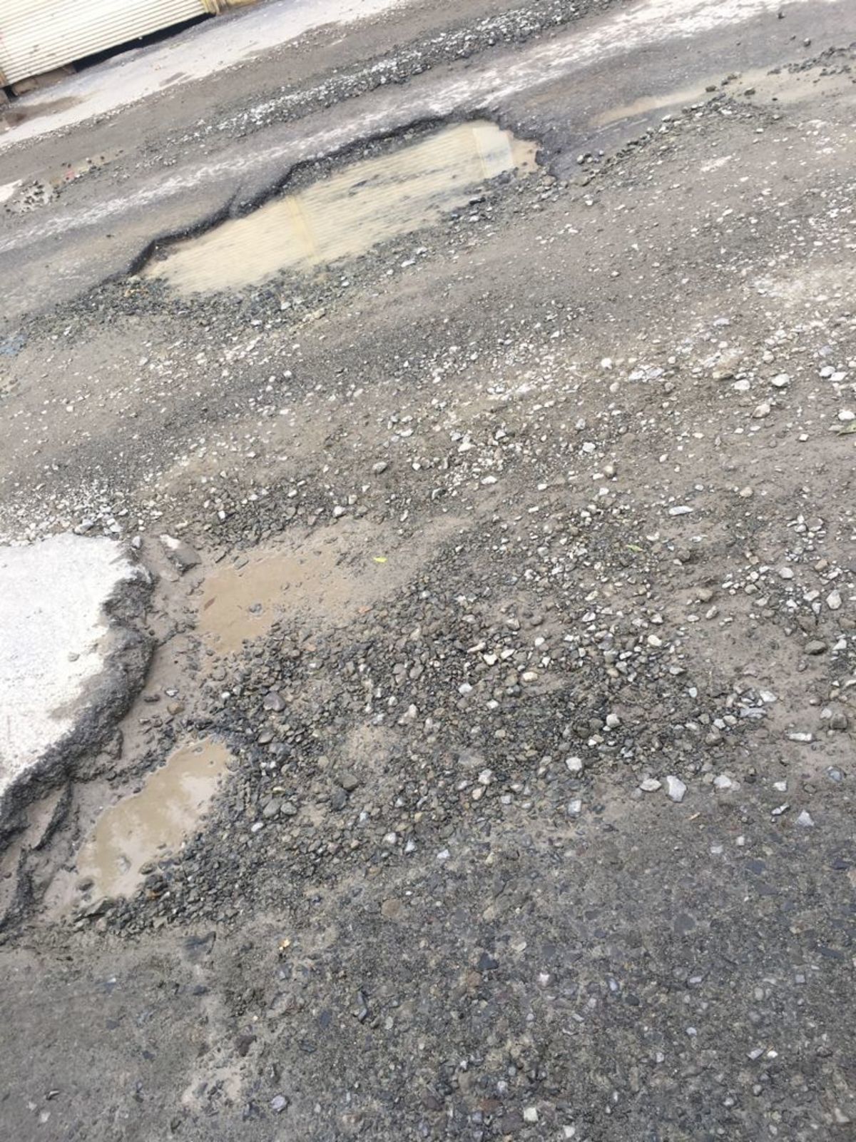 Bir Saski Klasiği: Kaz, Bırak Git