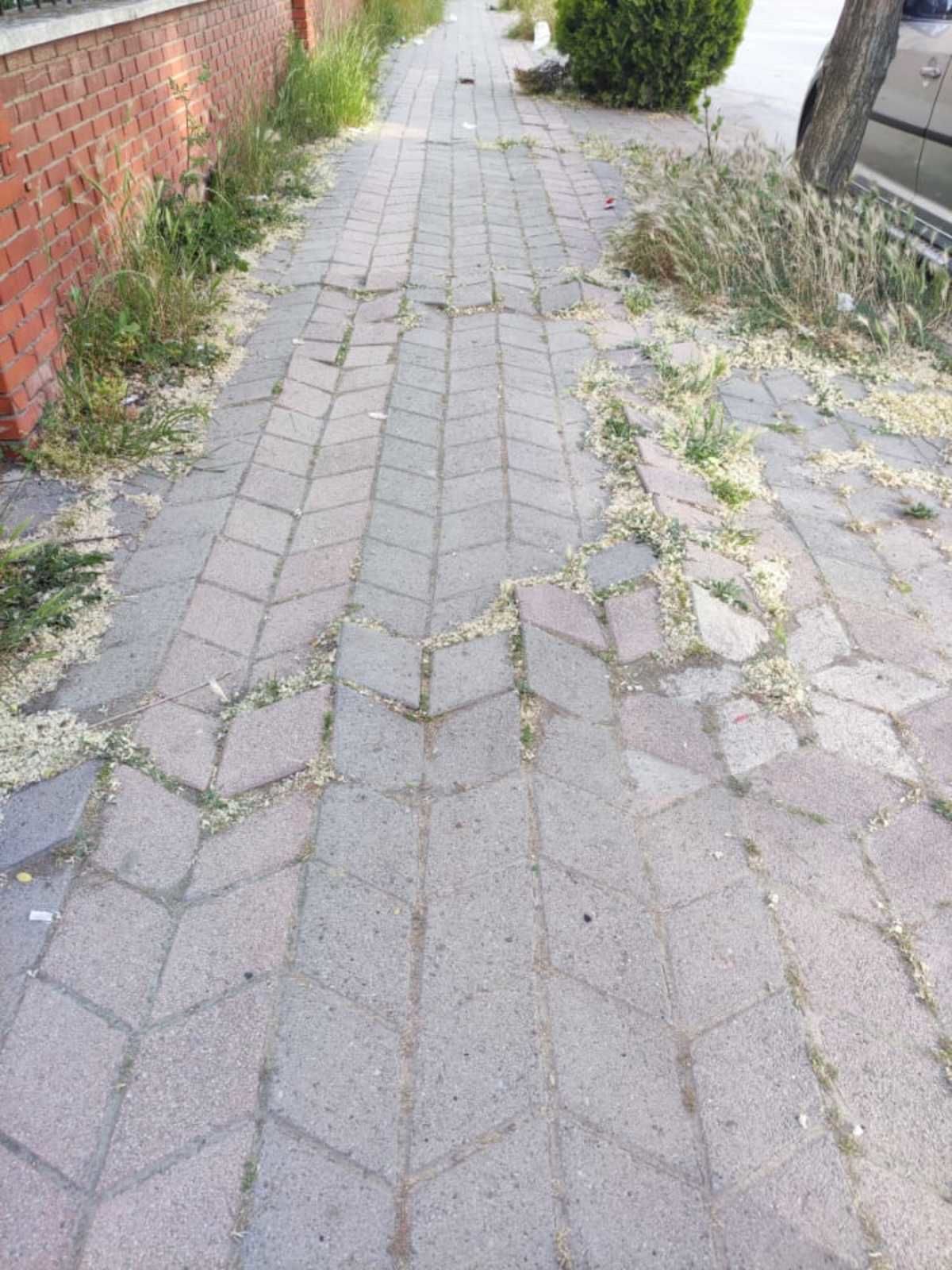 Otlar almış başını gitmiş