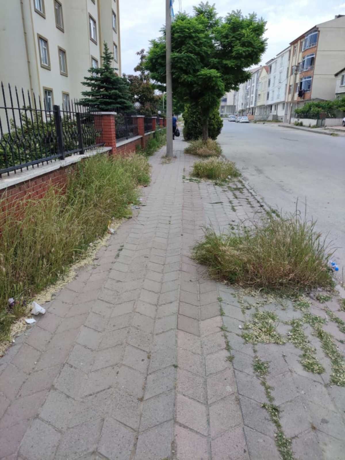 Otlar almış başını gitmiş