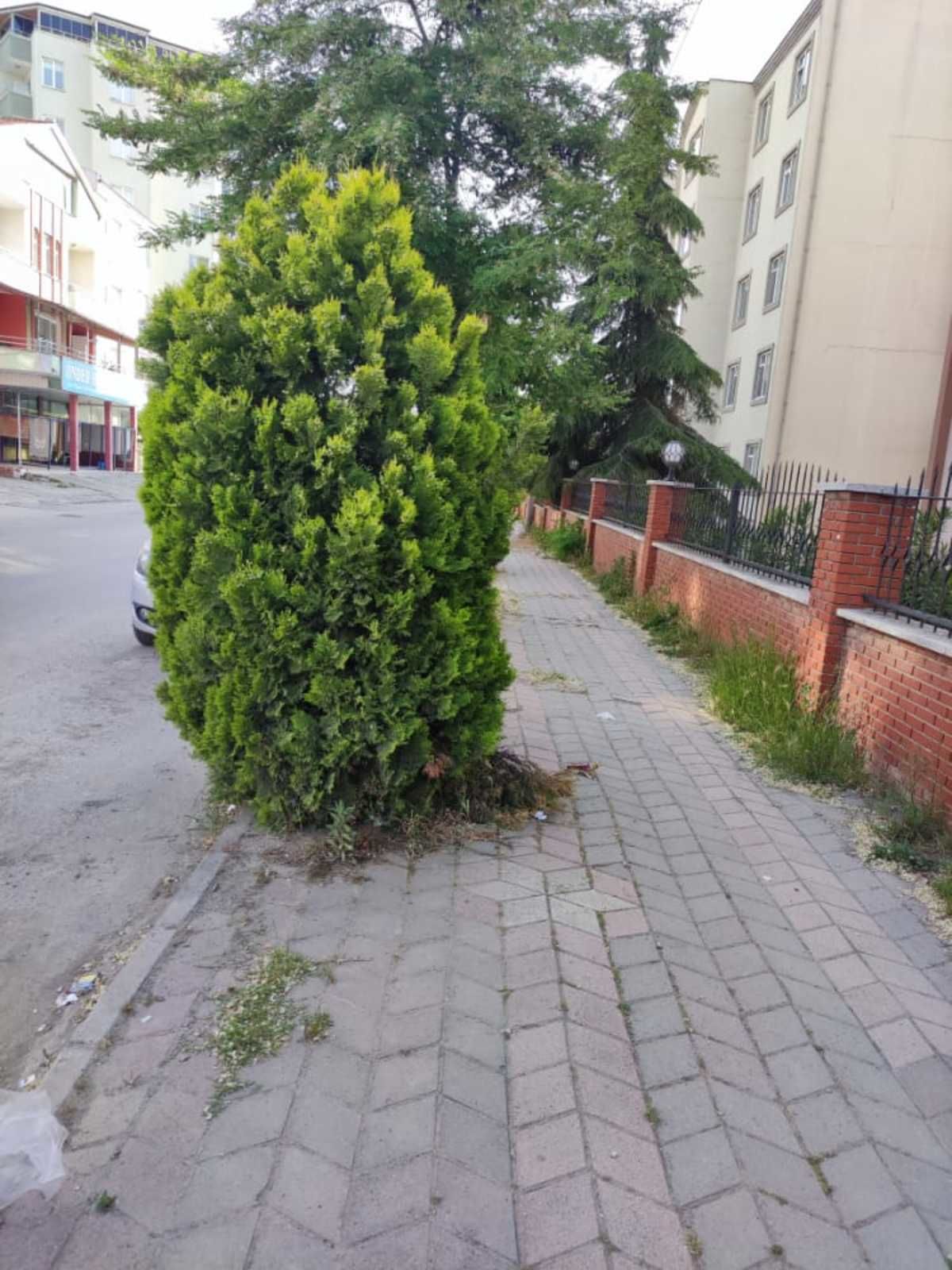 Otlar almış başını gitmiş
