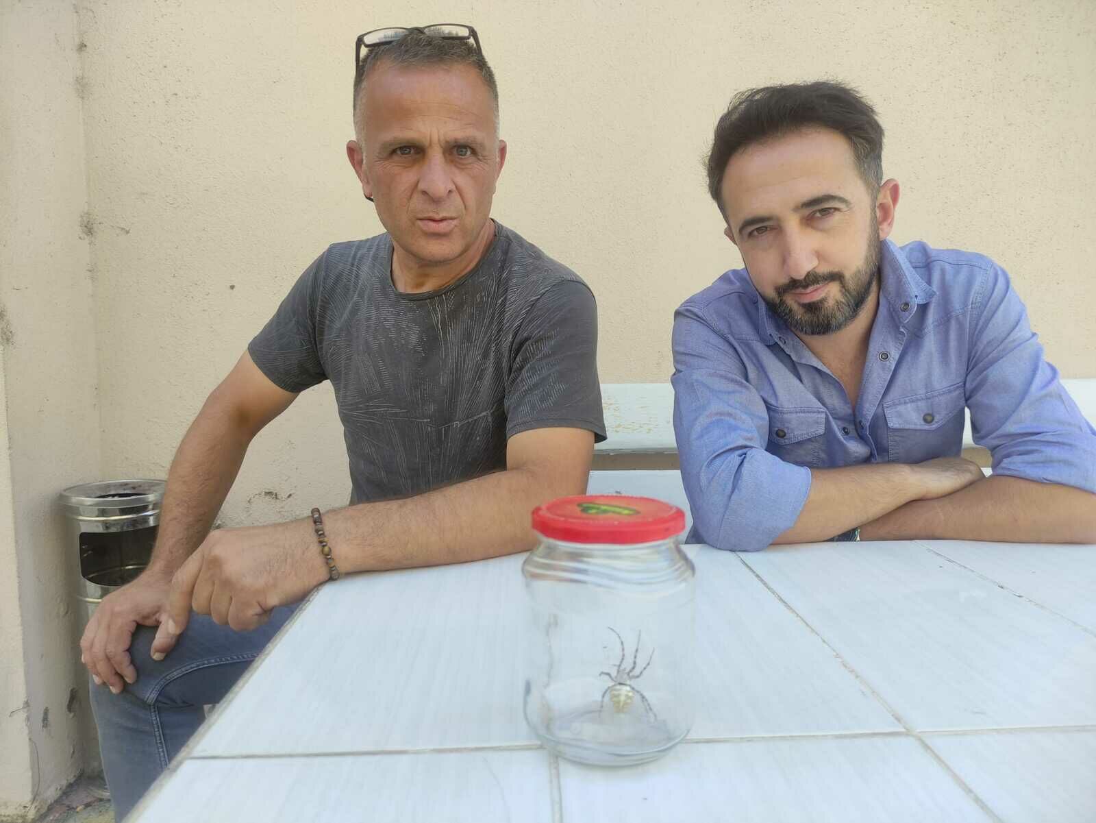 O Örümcek Bafra’da Da Görüldü!