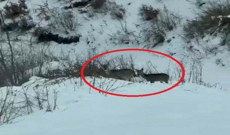 Akdağ’da karacalar görüntülendi
Akdağ’da karacalar görüntülendi