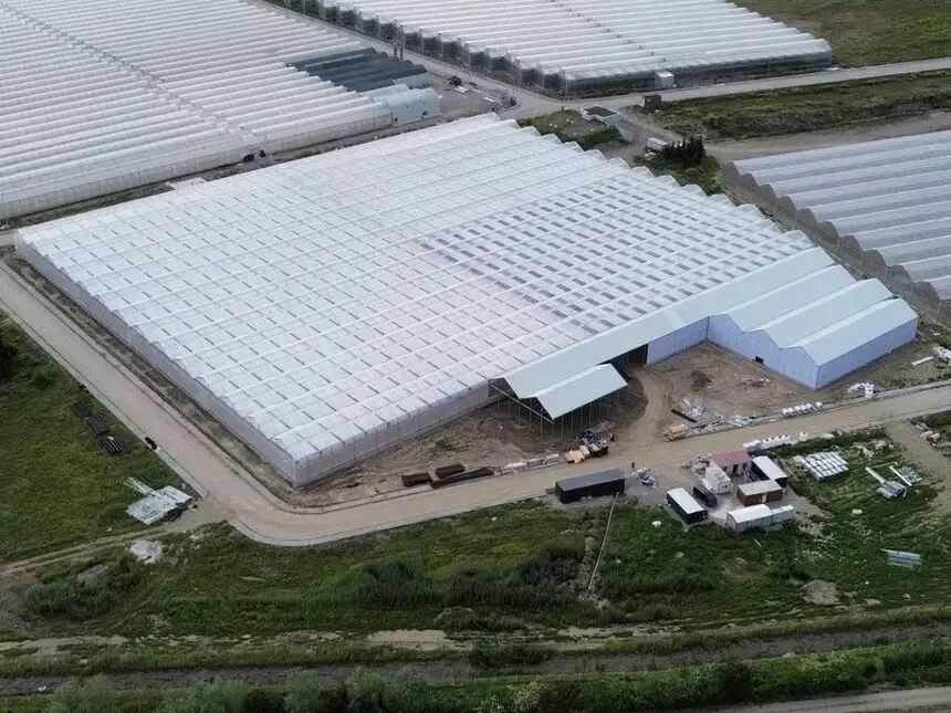Bafra’da 63 Bin Metrekarelik Alanda Topraksız Tarım Yatırımları Üretime Başladı