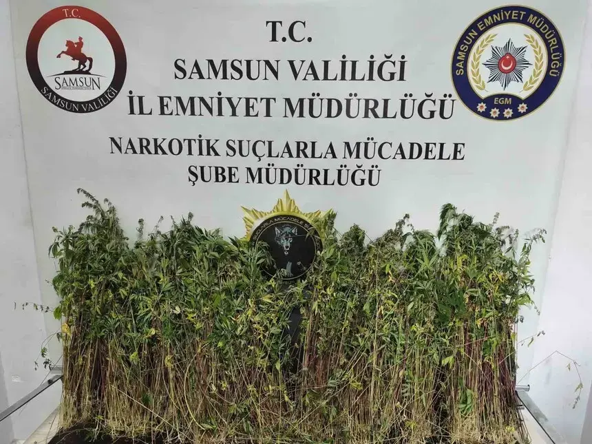 Bafra’da Bin 655 Kök Kenevir Ele Geçirildi