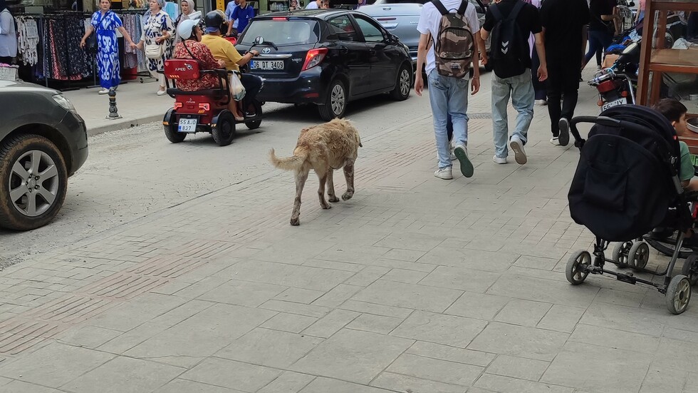 Bafra Belediyesi Yaşlı Köpeğe Sahip Çıktı Bafra Belediyesi Yaşlı Köpeğe Sahip Çıktı